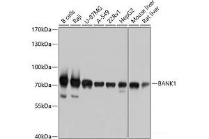 Western blot analysis of extracts of various cell lines using BANK1 Polyclonal Antibody at dilution of 1:1000. (BANK1 anticorps)