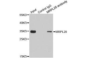 Immunofluorescence analysis of U2OS cells using MRPL28 antibody.