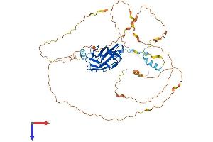 AlphaFold protein structure predicition of Mouse Recombinant Runx1 Protein, UniprotID Q03347