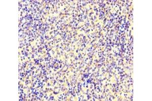 Immunohistochemistry of paraffin-embedded human spleen tissue using ABIN7150361 at dilution of 1:100