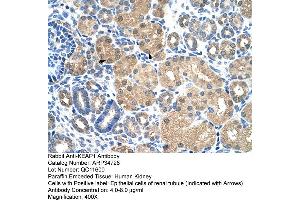 Human kidney (KEAP1 anticorps  (C-Term))