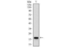 Western blot analysis using mSplunc2 mAb against human mSplunc2 (AA: ) recombinant protein. (BPIFA2 anticorps  (AA 16-169))