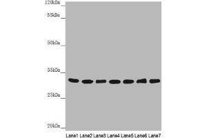 Western blot All lanes: HCCS antibody at 3. (HCCS anticorps  (AA 1-268))