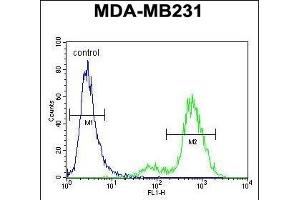 SYCE2 Antibody (N-term) (ABIN654371 and ABIN2844127) flow cytometric analysis of MDA-M cells (right histogram) compared to a negative control cell (left histogram). (SYCE2 anticorps  (N-Term))