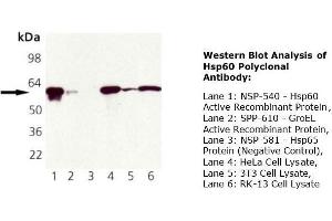 Western Blotting (WB) image for anti-Heat Shock 60kDa Protein 1 (Chaperonin) (HSPD1) antibody (ABIN615267) (HSPD1 anticorps)