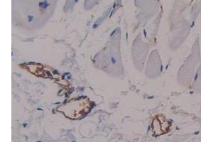 Detection of AFP in Rat Skin Tissue using Polyclonal Antibody to Alpha-Fetoprotein (AFP)