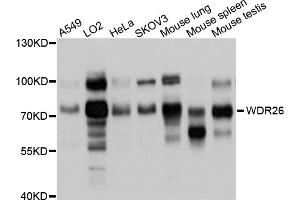 Western blot analysis of extracts of various cell lines, using WDR26 antibody (ABIN4905620) at 1:1000 dilution. (WDR26 anticorps)