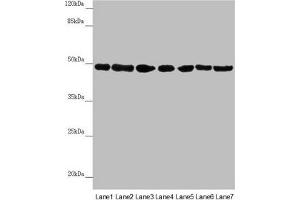 Western blot All lanes: UQCRC2 antibody at 2. (UQCRC2 anticorps  (AA 224-453))