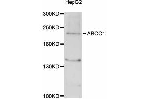 Western blot analysis of extracts of HepG2 cells, using ABCC1 antibody (ABIN5997171) at 1/1000 dilution. (ABCC1 anticorps)