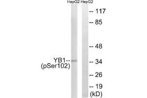 Western blot analysis of extracts from HepG2 cells treated with PMA using YB1 (Phospho-Ser102) Antibody. (YBX1 anticorps  (pSer102))