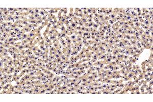 Detection of MIF in Mouse Liver Tissue using Polyclonal Antibody to Macrophage Migration Inhibitory Factor (MIF)