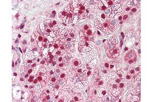 Anti-HnRNP K antibody IHC of human adrenal.