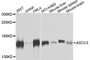 Western blot analysis of extracts of various cell lines, using ASCC3 antibody. (ASCC3 anticorps)