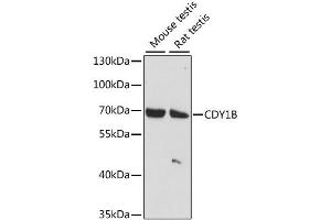 Western blot analysis of extracts of various cell lines, using CDY1B antibody (ABIN6293284) at 1:1000 dilution. (CDY1 anticorps)