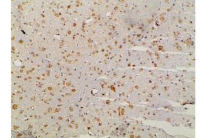 ABIN6277691 at 1/100 staining rat brain tissue sections by IHC-P. (Ephrin B2 anticorps  (C-Term))