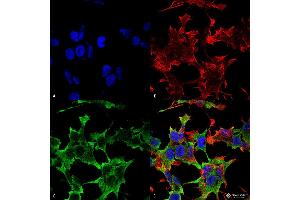 Immunocytochemistry/Immunofluorescence analysis using Mouse Anti-LAR/PTPRF Monoclonal Antibody, Clone S165-38 . (PTPRF anticorps  (AA 1315-1607) (Atto 594))