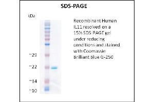 SDS-PAGE (SDS) image for Interleukin 11 (IL11) (Active) protein (ABIN5509338) (IL-11 Protéine)