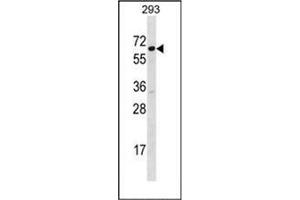 Western blot analysis of SRP54 Antibody (C-term) in 293 cell line lysates (35ug/lane). (SRP54 anticorps  (C-Term))
