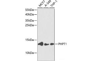 Western blot analysis of extracts of various cell lines using PHPT1 Polyclonal Antibody at dilution of 1:1000. (PHPT1 anticorps)