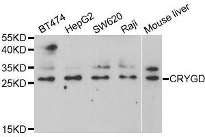 Western blot analysis of extracts of various cell lines, using CRYGD antibody (ABIN5973366) at 1/1000 dilution. (CRYGD anticorps)