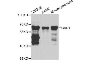 Western blot analysis of extracts of various cell lines, using GAD1 antibody. (GAD anticorps  (AA 1-200))