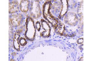Paraformaldehyde-fixed, paraffin embedded Human kidney, Antigen retrieval by boiling in sodium citrate buffer (pH6) for 15min, Block endogenous peroxidase by 3% hydrogen peroxide for 30 minutes, Blocking buffer at 37°C for 20min, Antibody incubation with Cytochrome C (1F10) Monoclonal Antibody  at 1:50 overnight at 4°C, followed by a conjugated secondary and DAB staining.
