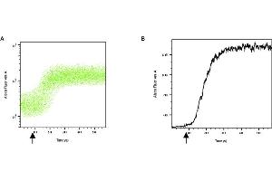 cells were incubated with 20 μM  AM for 40 minutes at room temperature to allow dye loading, followed by a 30-minute de-esterification period in the presence of 2.