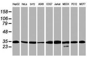 Image no. 2 for anti-Proteasome Subunit alpha 6 (PSMA6) antibody (ABIN1500467) (PSMA6 anticorps)