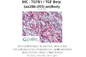 Image no. 1 for anti-Transforming Growth Factor, beta 1 (TGFB1) (AA 286-293) antibody (ABIN1740010) (TGFB1 anticorps  (AA 286-293))