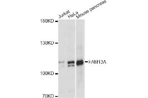 Western blot analysis of extracts of various cell lines, using FAM13A antibody. (FAM13A anticorps)