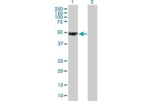 Western Blot analysis of OTUD7B expression in transfected 293T cell line by OTUD7B MaxPab polyclonal antibody. (OTUD7B anticorps  (AA 1-427))