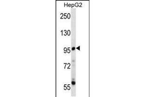 Western blot analysis in HepG2 cell line lysates (35ug/lane). (PPP1R3F anticorps  (C-Term))