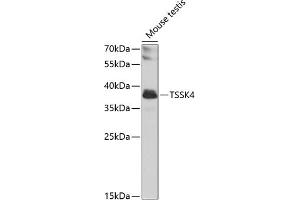 Western blot analysis of extracts of mouse testis, using TSSK4 antibody (ABIN6129703, ABIN6149658, ABIN6149659 and ABIN6223839) at 1:1000 dilution. (TSSK4 anticorps  (AA 79-328))