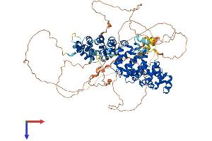Plakophilin 2 (PKP2) (AA 1-881) protein (His tag)