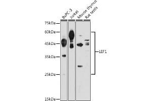 Western blot analysis of extracts of various cell lines, using LEF1 antibody (ABIN1680678, ABIN5663809, ABIN5663811 and ABIN6214021) at 1:1000 dilution. (LEF1 anticorps  (AA 100-399))