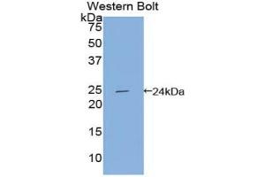 Detection of Recombinant APOF, Human using Polyclonal Antibody to Apolipoprotein F (APOF)