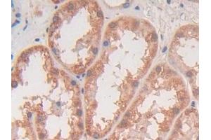 Detection of TGFb3 in Human Kidney Tissue using Polyclonal Antibody to Transforming Growth Factor Beta 3 (TGFb3) (TGFB3 anticorps  (AA 24-300))