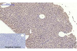 Immunohistochemical analysis of paraffin-embedded mouse liver tissue.