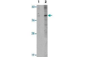 Western blot analysis of EL4 cells with PPAPDC1B polyclonal antibody  at (Lane 1) 1 and (Lane 2) 2 ug/mL dilution. (PPAPDC1B anticorps  (N-Term))