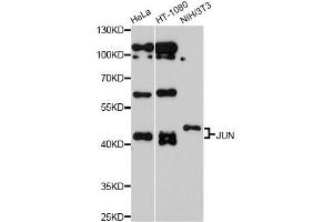 Western blot analysis of extracts of various cell lines, using JUN antibody (ABIN5970076) at 1/1000 dilution. (C-JUN anticorps)