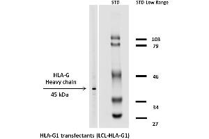 Western blotting analysis (reducing conditions) of HLA-G1 in HLA-G1 transfectants using the antibody biotin.