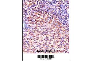 TCEA1 Antibody immunohistochemistry analysis in formalin fixed and paraffin embedded human tonsil tissue followed by peroxidase conjugation of the secondary antibody and DAB staining. (TCEA1 anticorps  (AA 98-126))