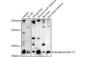 Western blot analysis of extracts of various cell lines, using Apolipoprotein C3 antibody (ABIN7265641) at 1:1000 dilution. (APOC3 anticorps  (AA 1-99))