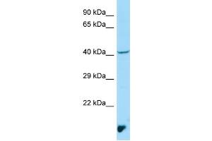 WB Suggested Anti-MAEA Antibody Titration: 1. (MAEA anticorps  (N-Term))