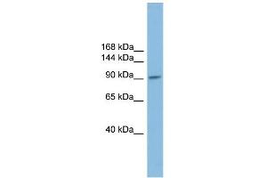 WB Suggested Anti-PIWIL2 Antibody Titration: 0. (PIWIL2 anticorps  (N-Term))