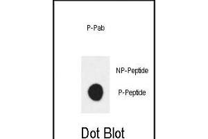 Dot blot analysis of anti-Phospho-ERBB3 (Tyr1289) Antibody Phospho-specific Pab (ABIN1881314 and ABIN2839805) on nitrocellulose membrane. (ERBB3 anticorps  (pTyr1289))