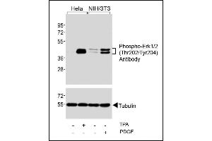Western blot analysis of extracts from Hela cells, untreated or treated with T (200nM), and NIH/3T3 cells, untreated or treated with PDGF (100 ng/mL), using Phospho-Erk1/2(Thr202/Tyr204) Antibody (upper) or Tubulin (lower). (ERK1/2 anticorps  (pThr202, pTyr204))