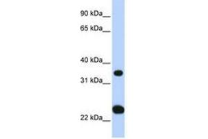 Image no. 1 for anti-Solute Carrier Family 25, Member 35 (SLC25A35) (N-Term) antibody (ABIN6740860) (SLC25A35 anticorps  (N-Term))