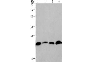 Western Blotting (WB) image for anti-CKLF-Like MARVEL Transmembrane Domain Containing 6 (CMTM6) antibody (ABIN2425939)