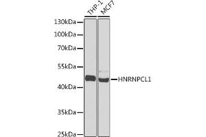 Western blot analysis of extracts of various cell lines, using HNRNPCL1 antibody  at 1:1000 dilution. (HNRNPCL1 anticorps  (C-Term))